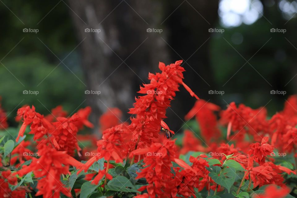 red wild flowers