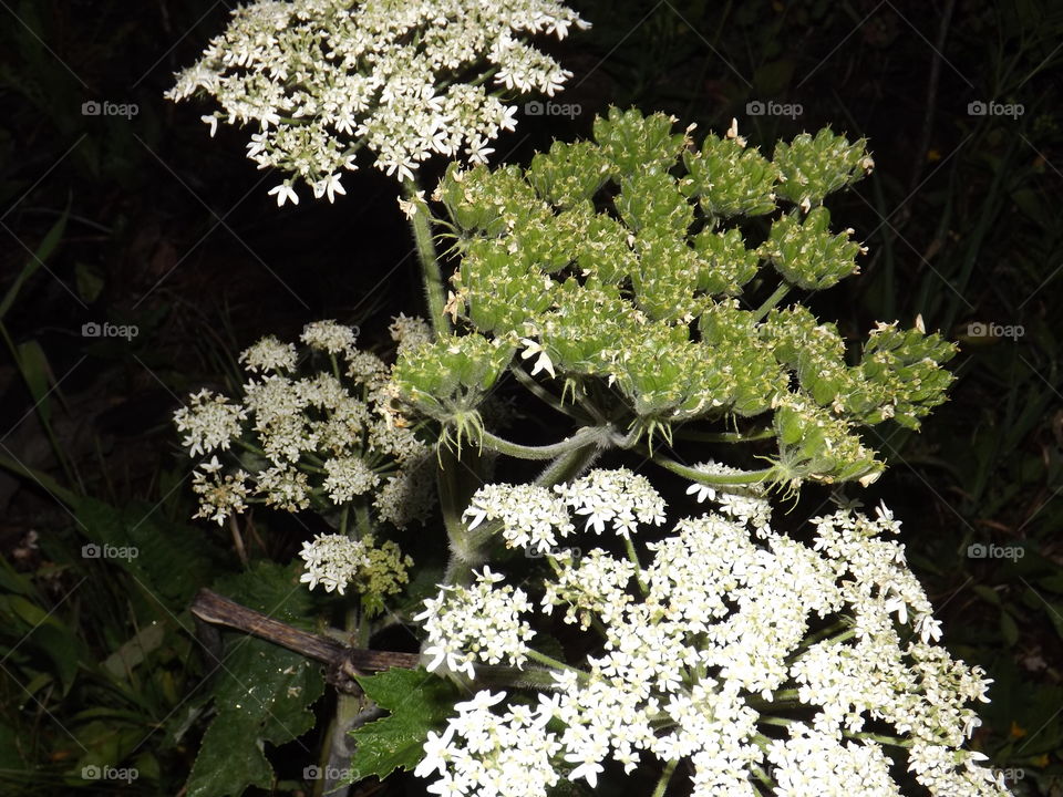 Night Wildflower. hiding in the mountains