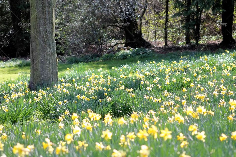 Springtime Daffoldils. Field of daffodils