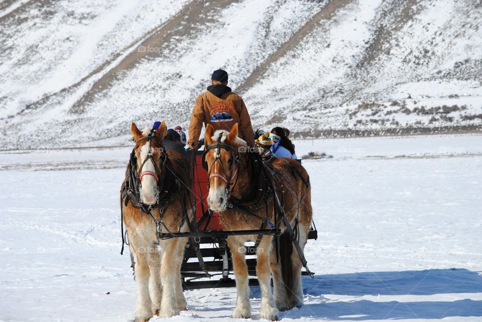 Horse Drawn Sleigh Ride Tour of the Elk Refuge in Jackson Hole, WY