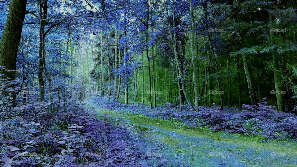 Blue forest.