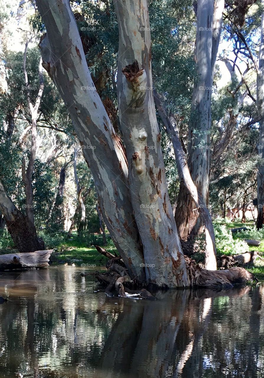 Reflections of a eucalyptus tree grove in a stream, south Australia Flinders Ranges area 