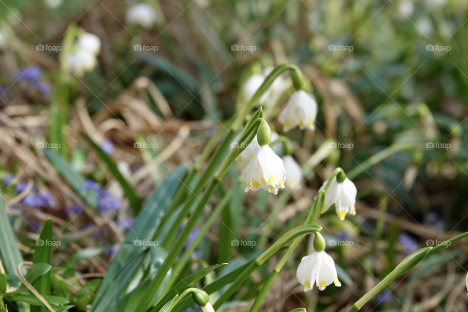 Leucojum vernum is spring white flower is an early-flowering plant that looks like a snowdrop. Leucojum vernum is a perennial bulbous plant. Galanthus vernus, Nivaria verna, Erinosma verna.