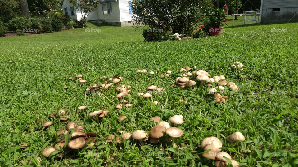 Mushroom field