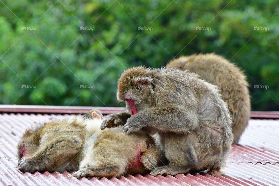 Grooming macaques