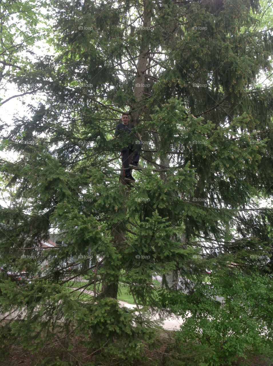 Go Climb a Tree. Boy, high up in a large tree