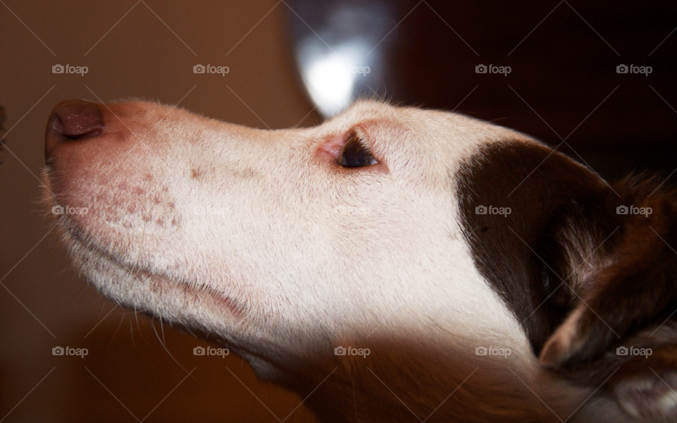 dog animal pet portrait by resnikoffdavid