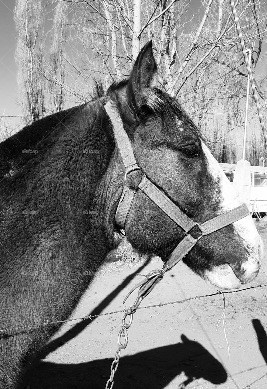 perfil de caballo