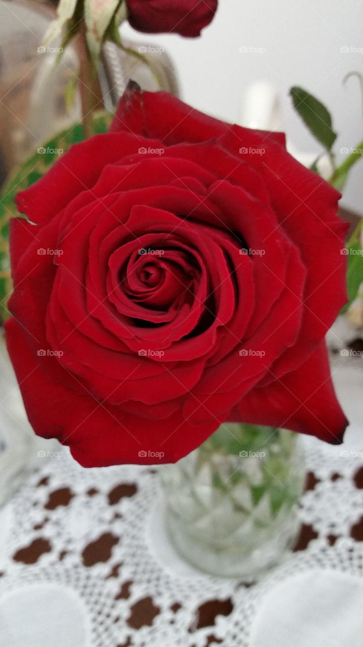 Rosa