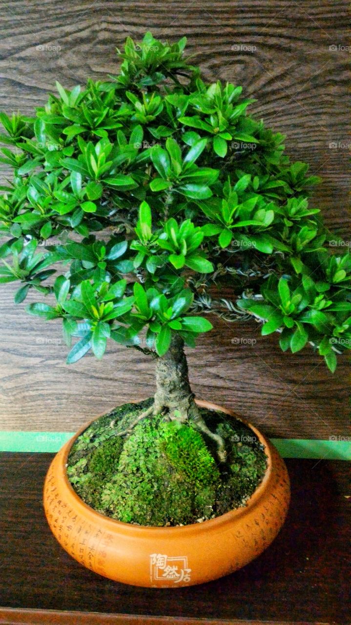 Mini Tree Plant