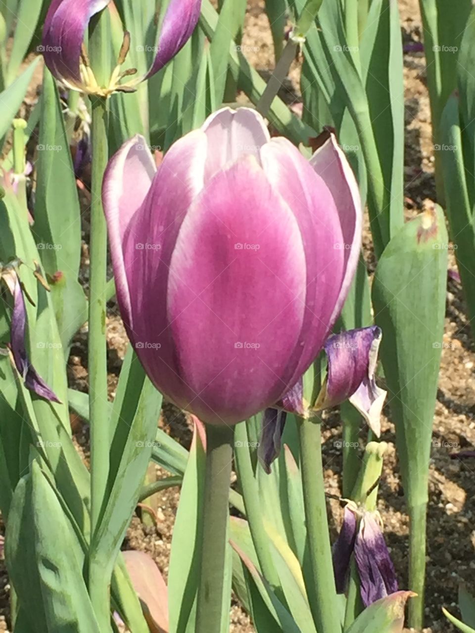 Tulip