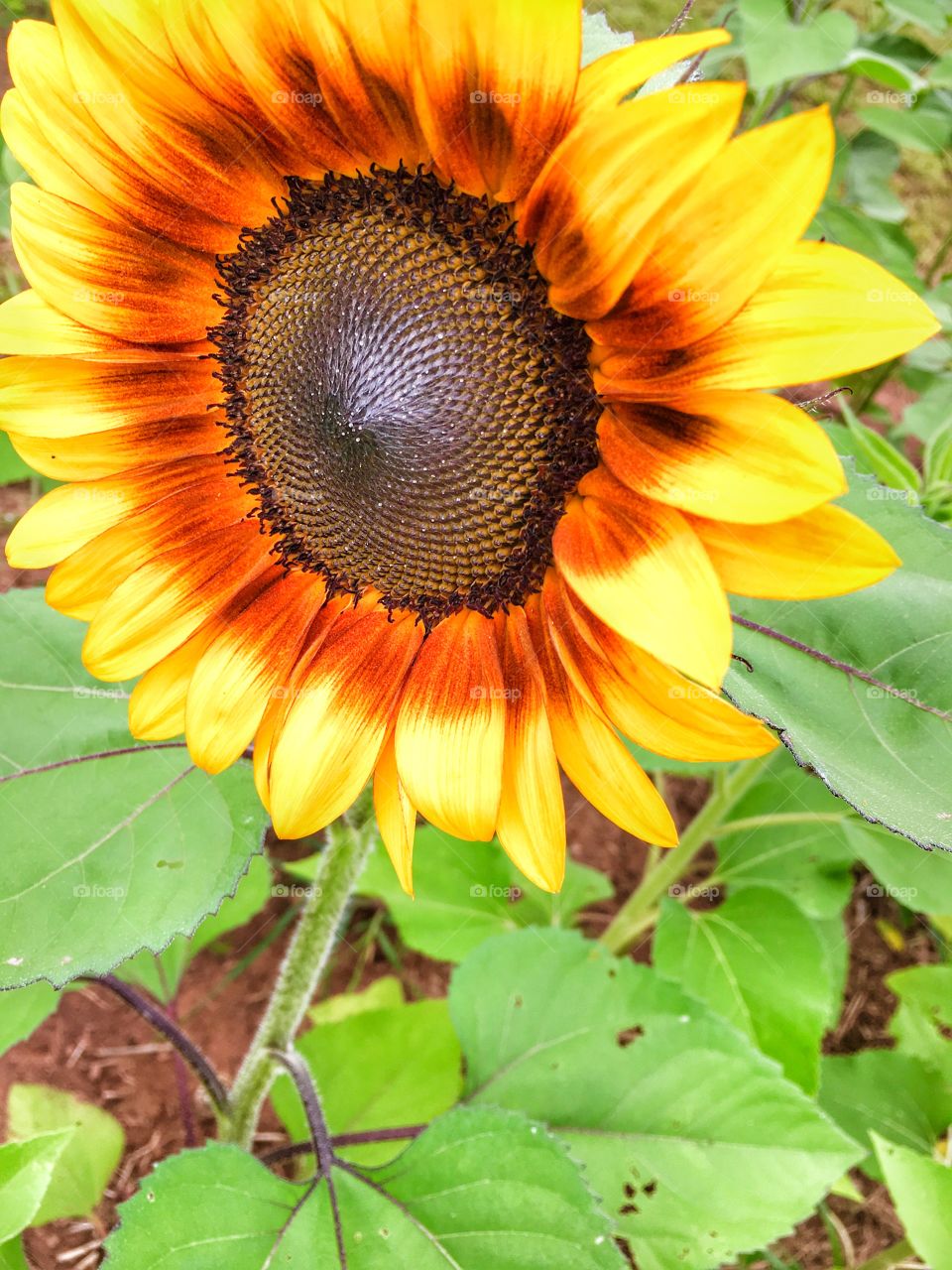 Sunflower 10