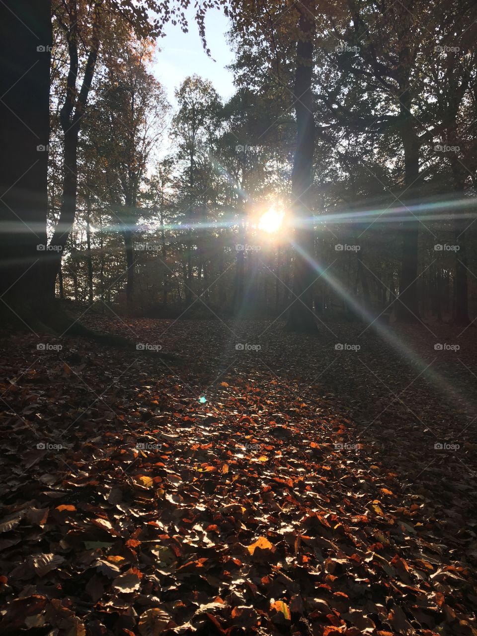 Through the trees