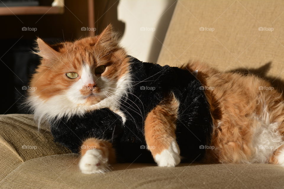 ginger cat portrait in sunlight relaxing home