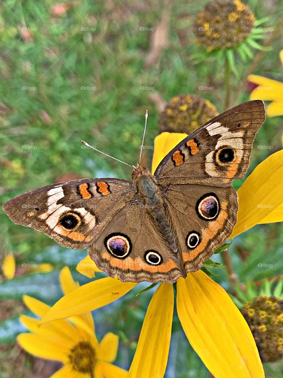 Buckeye butterfly - Spring has Sprung - Spring is all about new beginnings and transformations; it’s the season that symbolizes starting fresh and starting over. A way to express excitement or joy about warmer weather