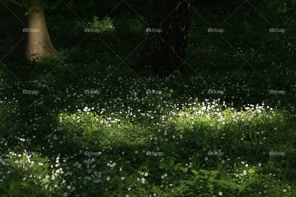 Magic forest in Poland