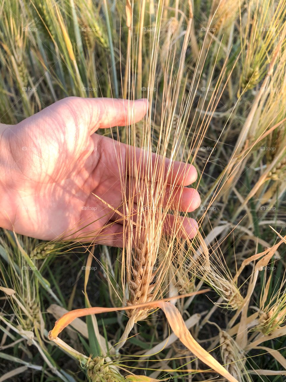 Hand holding wheat 