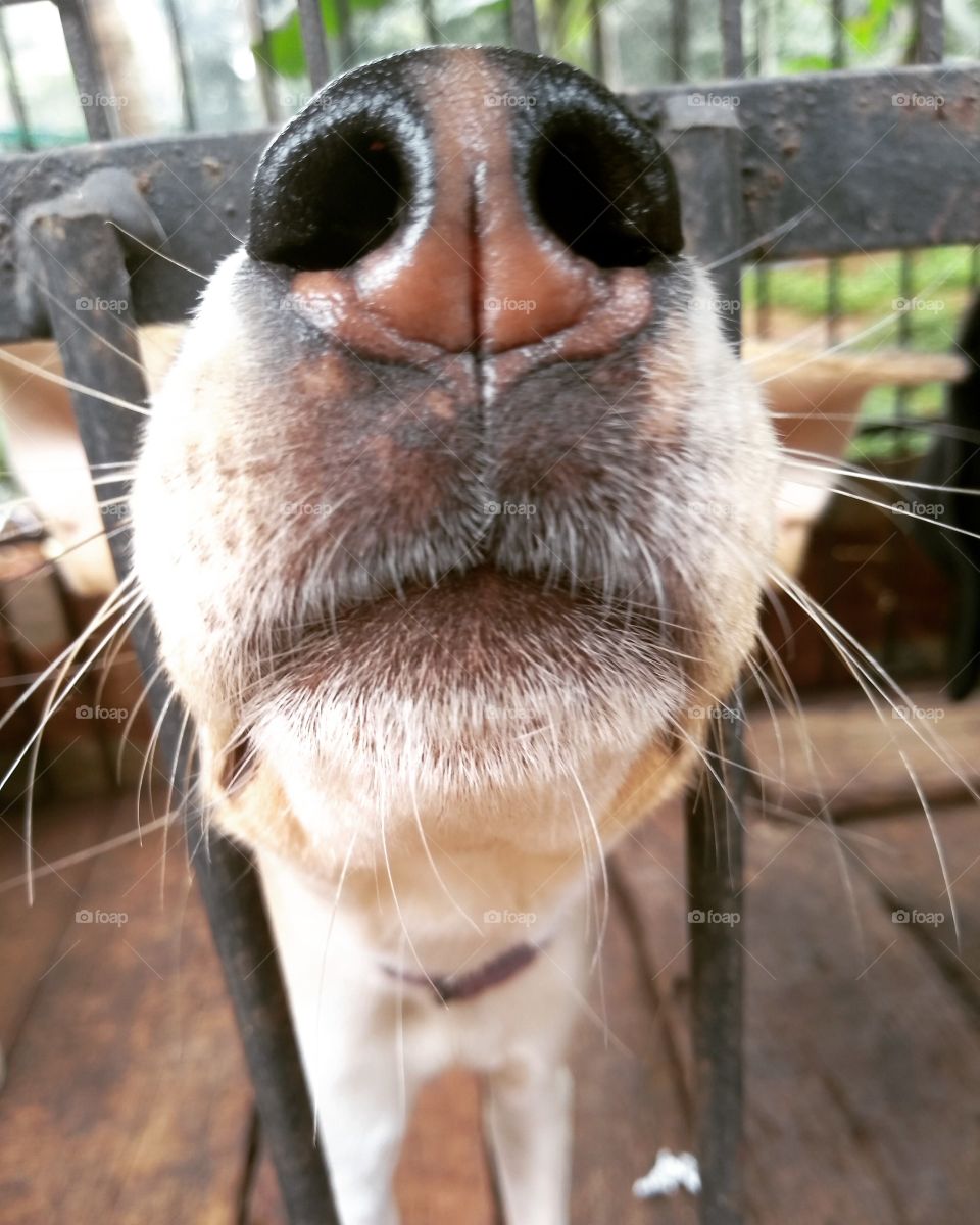 look carefully in the nose and tell what u see