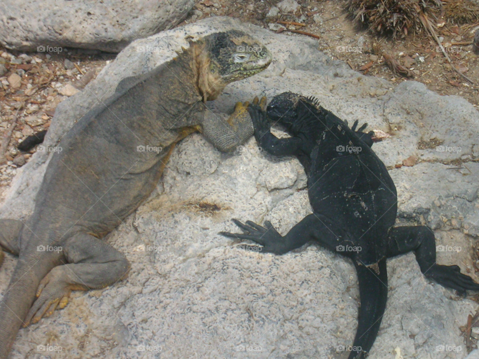 galapagos lizards iguanas by izabela.cib
