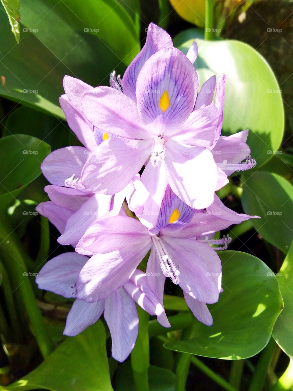 Eichhornia crassipes.