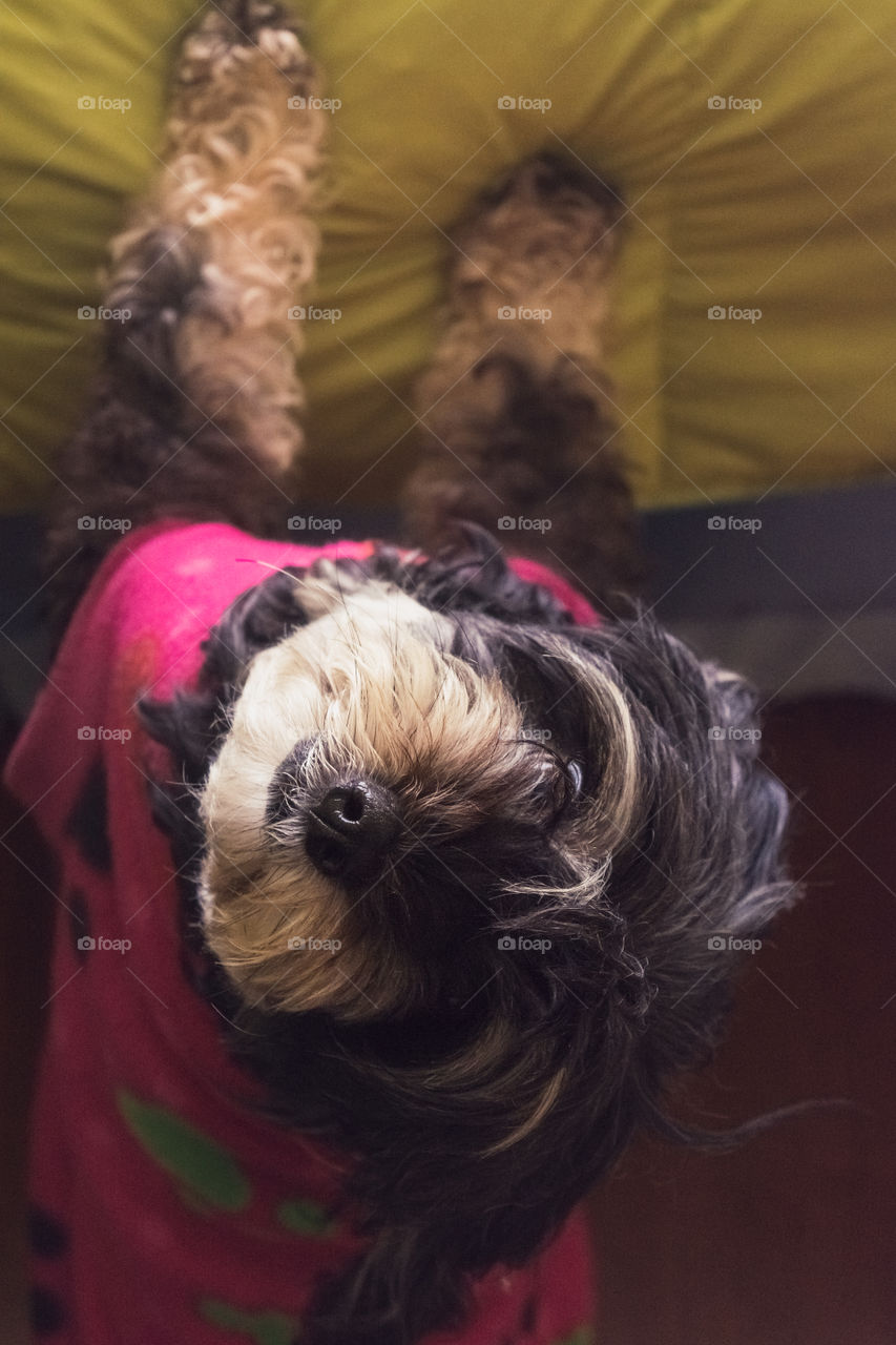 Beautiful portrait of a dog 