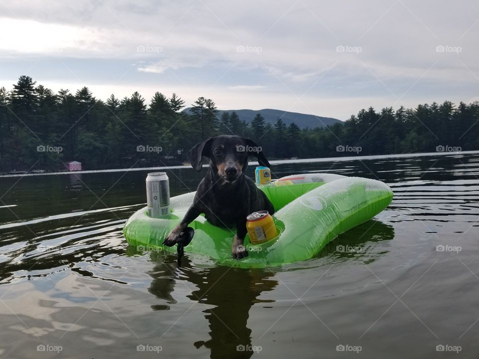 floating dachshund cooler