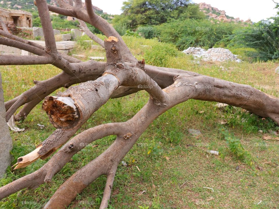 branch