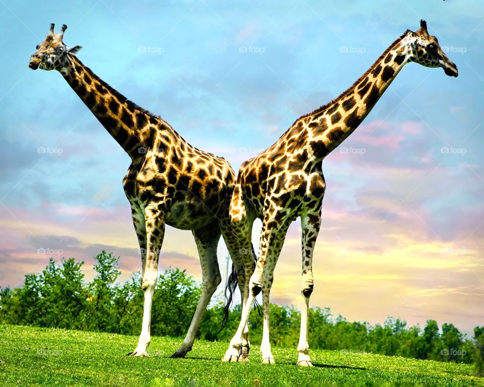 Twin towers standing tall 