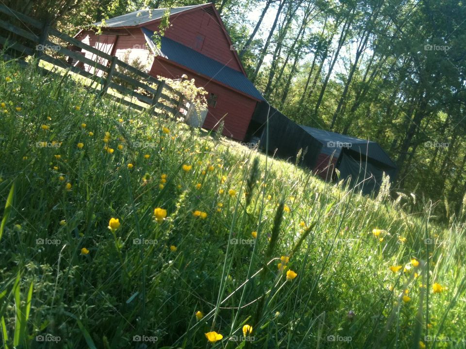 Summer. Country summer day with red barn and flowers.