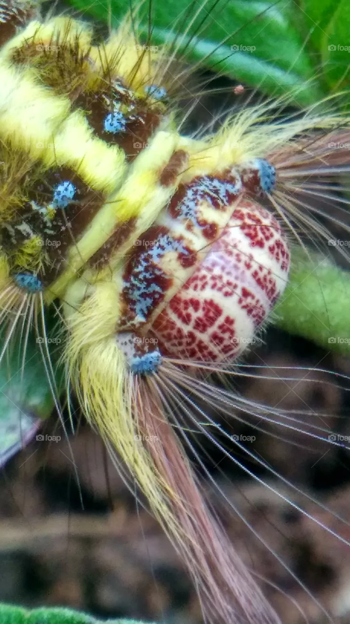 caterpillar