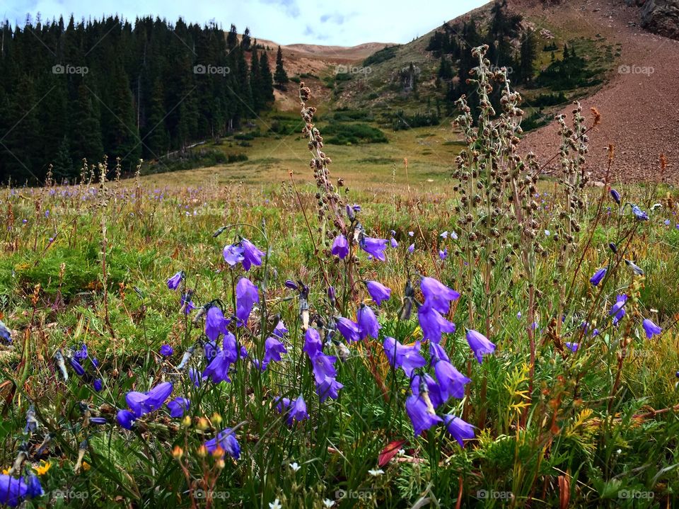 Wildflowers on Herman Gulch Trail 