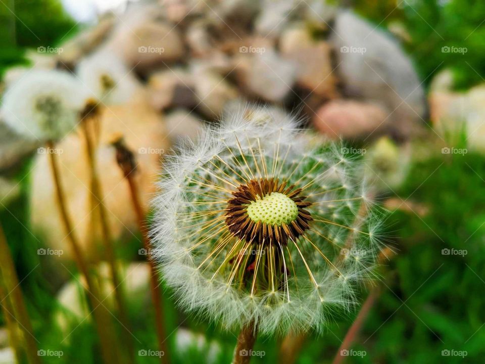 Close up dandelion