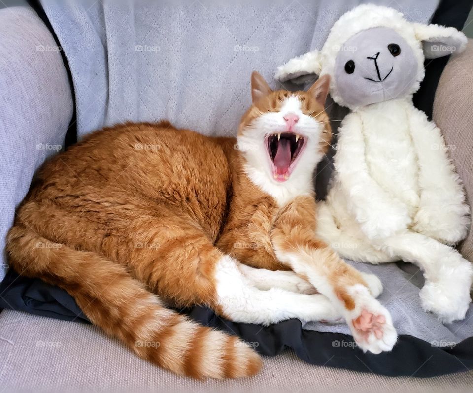 Sleepy Cat, snuggling with a stuffed animal named lamby.