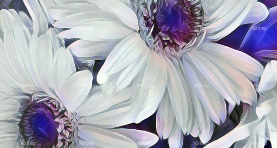 Beautiful daisy's with a moonlit hue