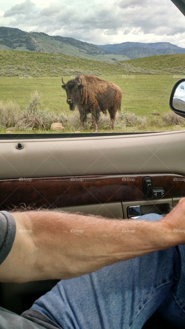 bison in yellowstone