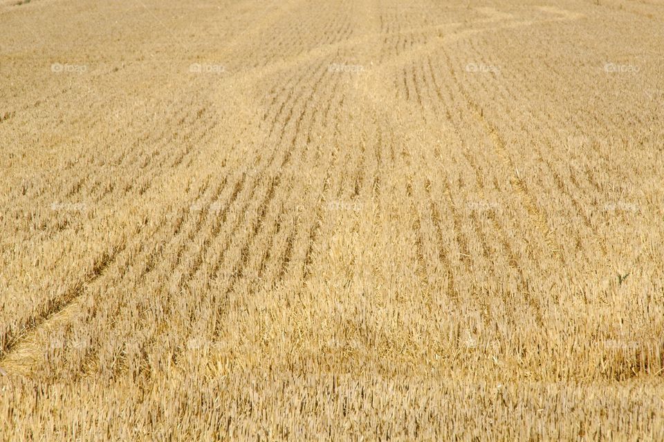 field of wheat in summer