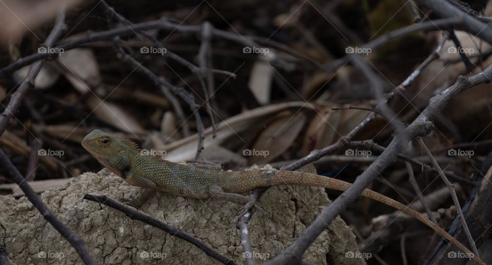 chameleon on the rock