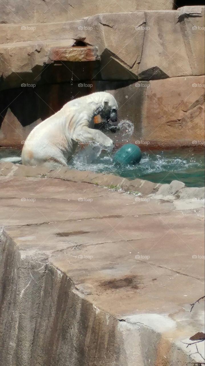 polar bear playing in water