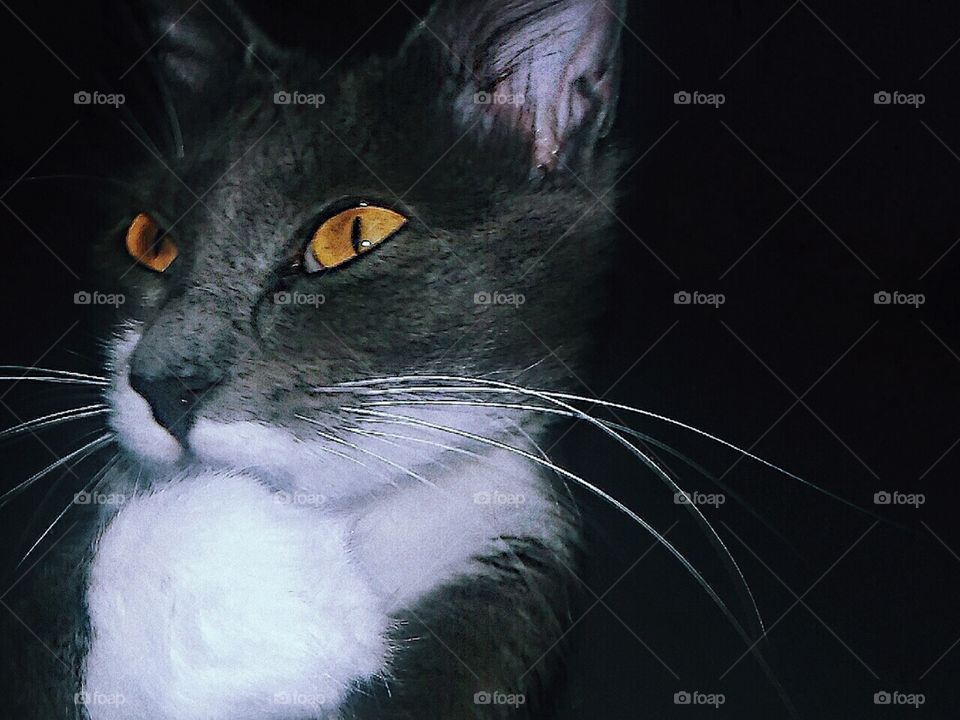 The Thinker - Le Penseur