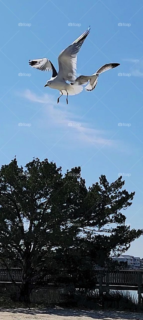 sea gulls flying in for lunch. two sea gulls searching for a handout