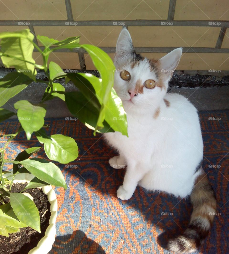 cat and green leaves