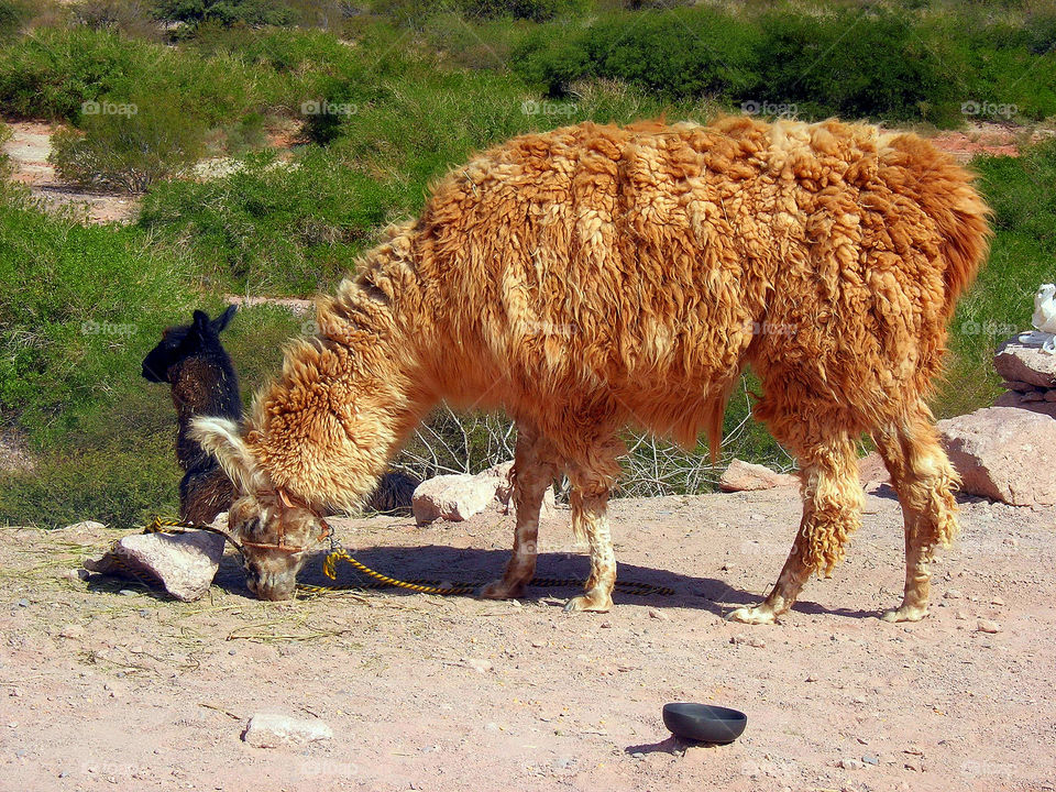 two alpaca in the North of argentina