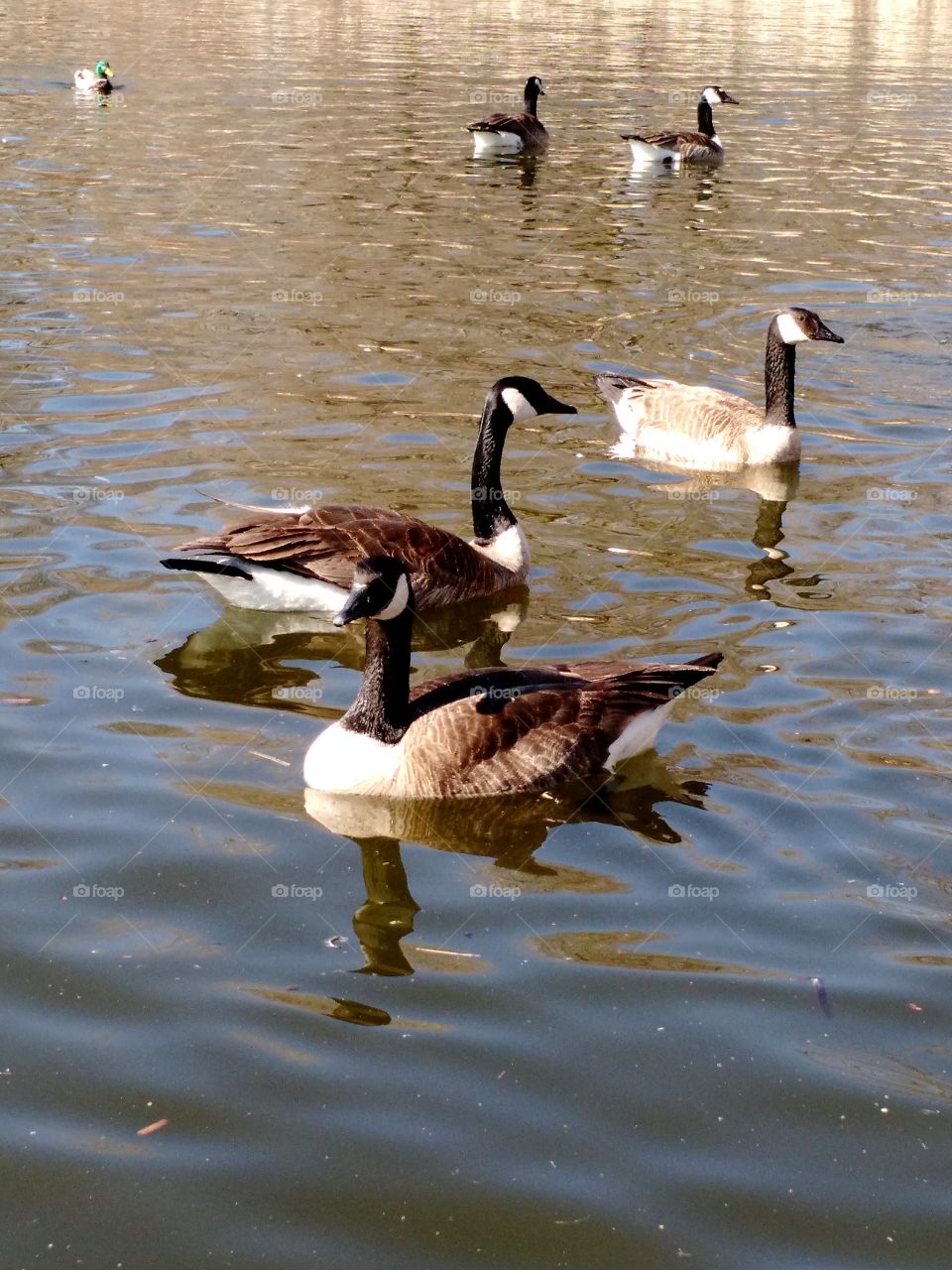 geese together. curious birds