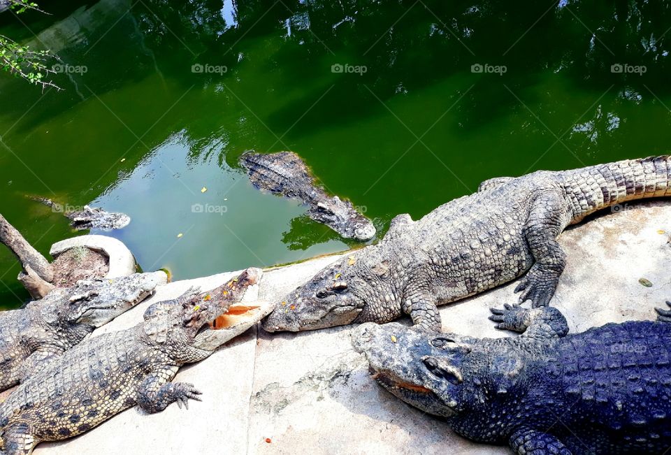 Sunbathing