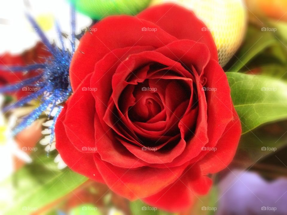 Red,red rose