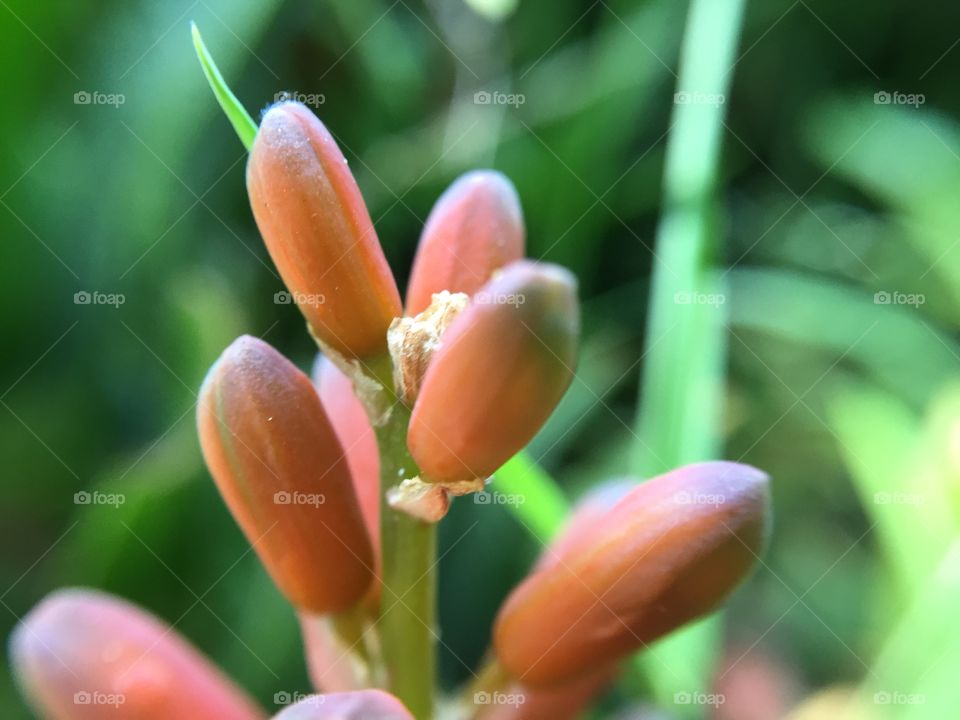 Aloe flower in macro