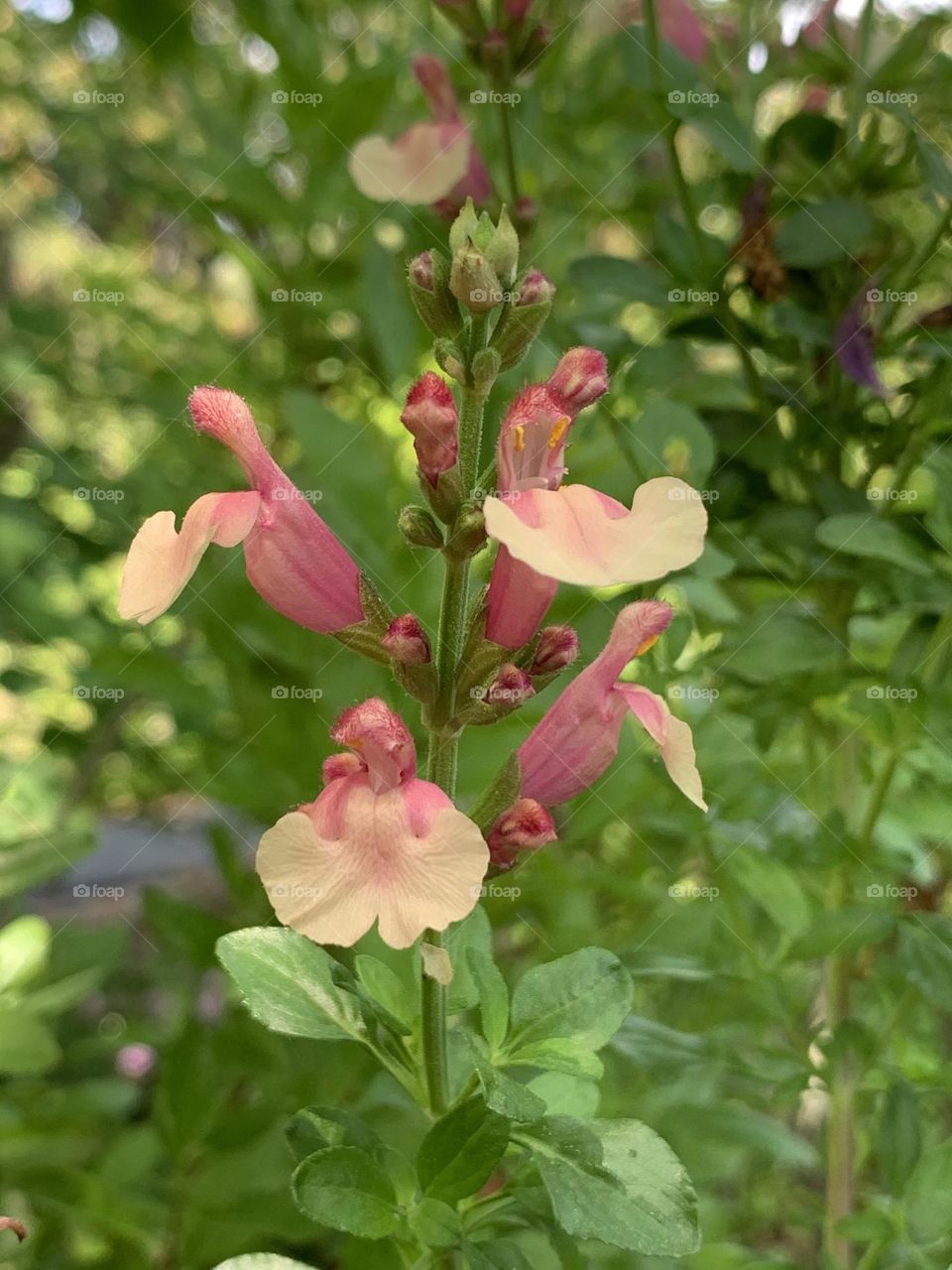 Flower blossoms of autumn sage 