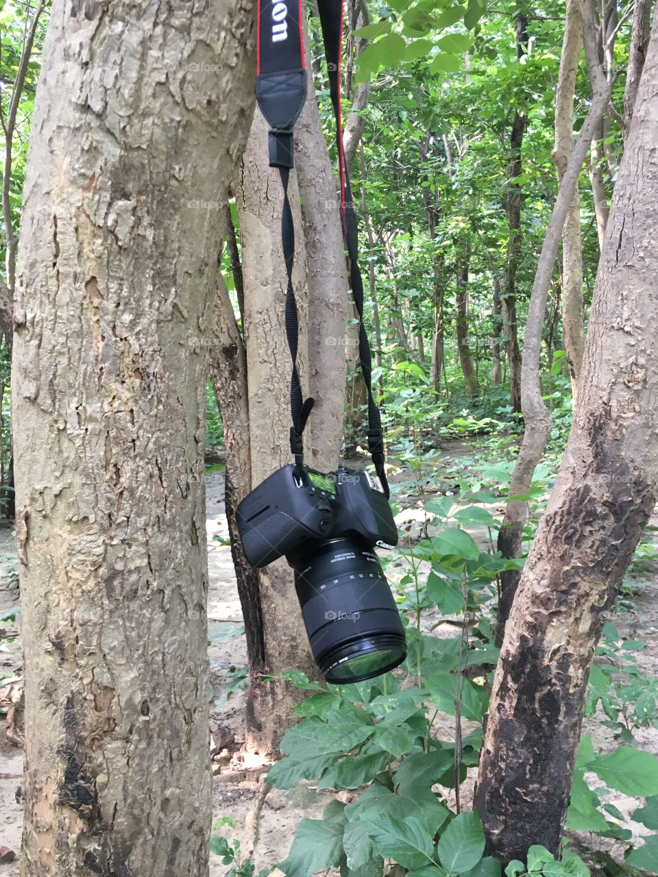 Camera, dslr, canon, canon dslr, black canon dslr camera, camera hanging on the branch, forest , nature