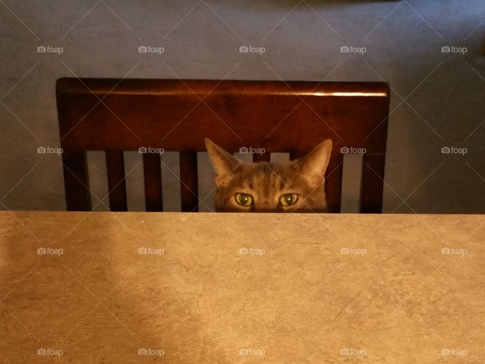 Cat peeking over table