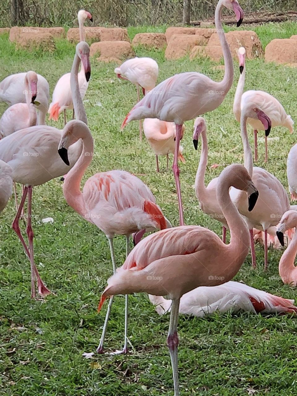 Flamingos
